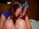 thumb_gassyuku (360).jpg